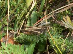 Image de Chorthippus (Glyptobothrus) mollis subsp. mollis (Charpentier 1825)