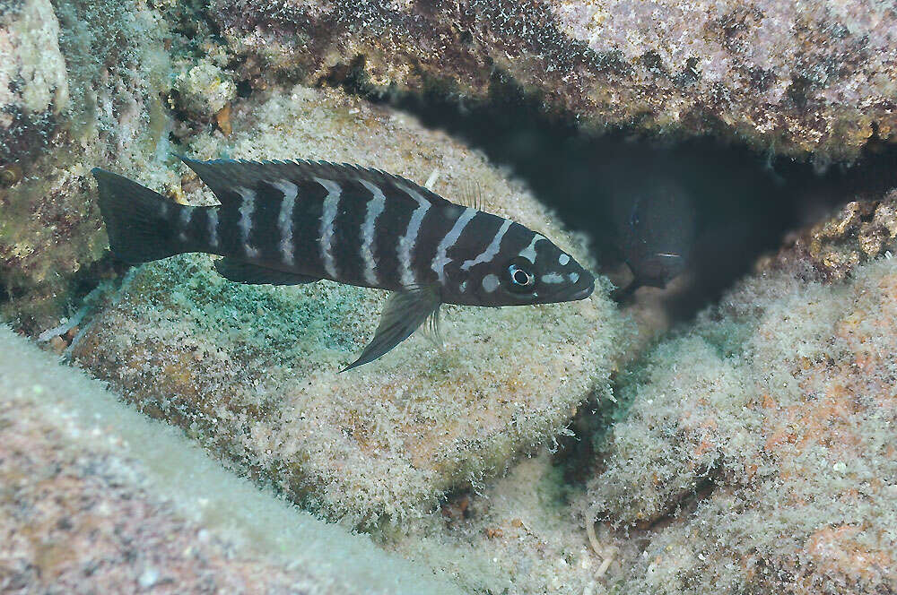 Image of Neolamprologus cylindricus Staeck & Seegers 1986