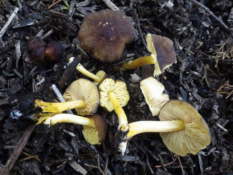 Image of Pluteus romellii (Britzelm.) Sacc. 1895