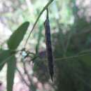 Imagem de Glycine microphylla Tindale