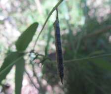 Imagem de Glycine microphylla Tindale