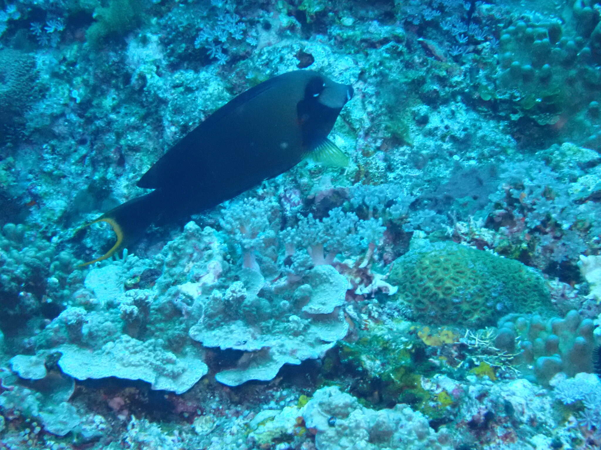 Image of Chocolate Surgeonfish