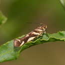 Image of Macrobathra heminephela Meyrick 1886