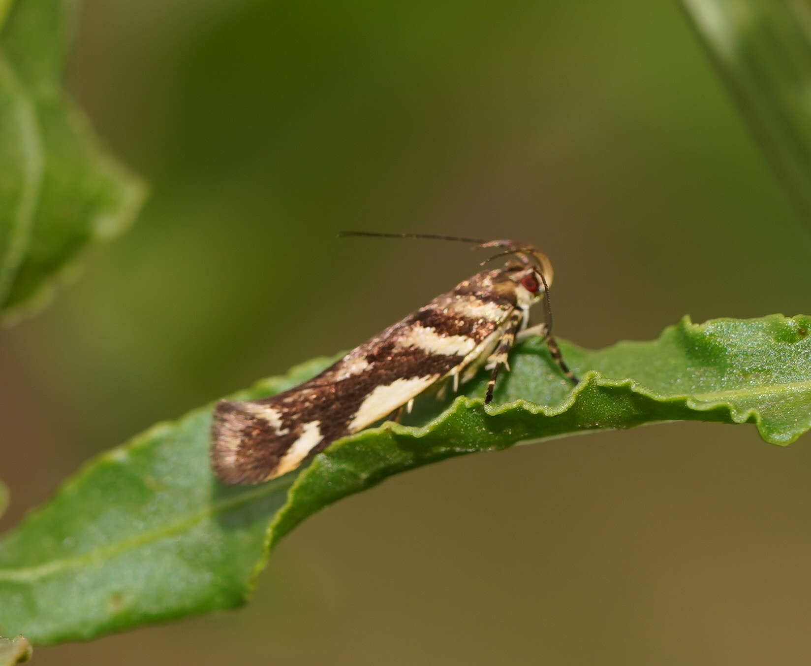 Image of Macrobathra heminephela Meyrick 1886