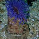 Image of Burrowing anemone