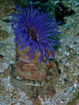 Image of Burrowing anemone