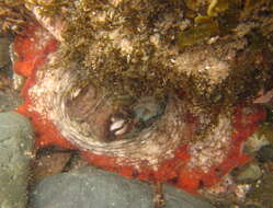 Image de Octopus tetricus Gould 1852