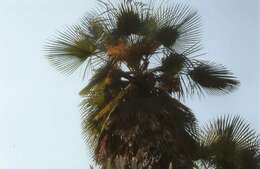 Image of Kumaon Fan Palm