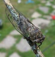 Plancia ëd Neotibicen canicularis (Harris 1841)