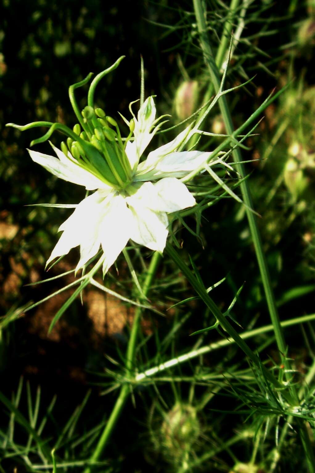 Image of devil in the bush