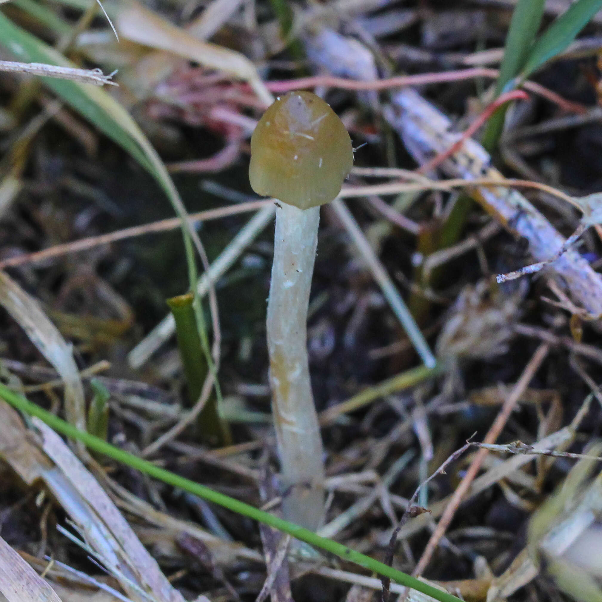 Plancia ëd Psilocybe semilanceata (Fr.) P. Kumm. 1871