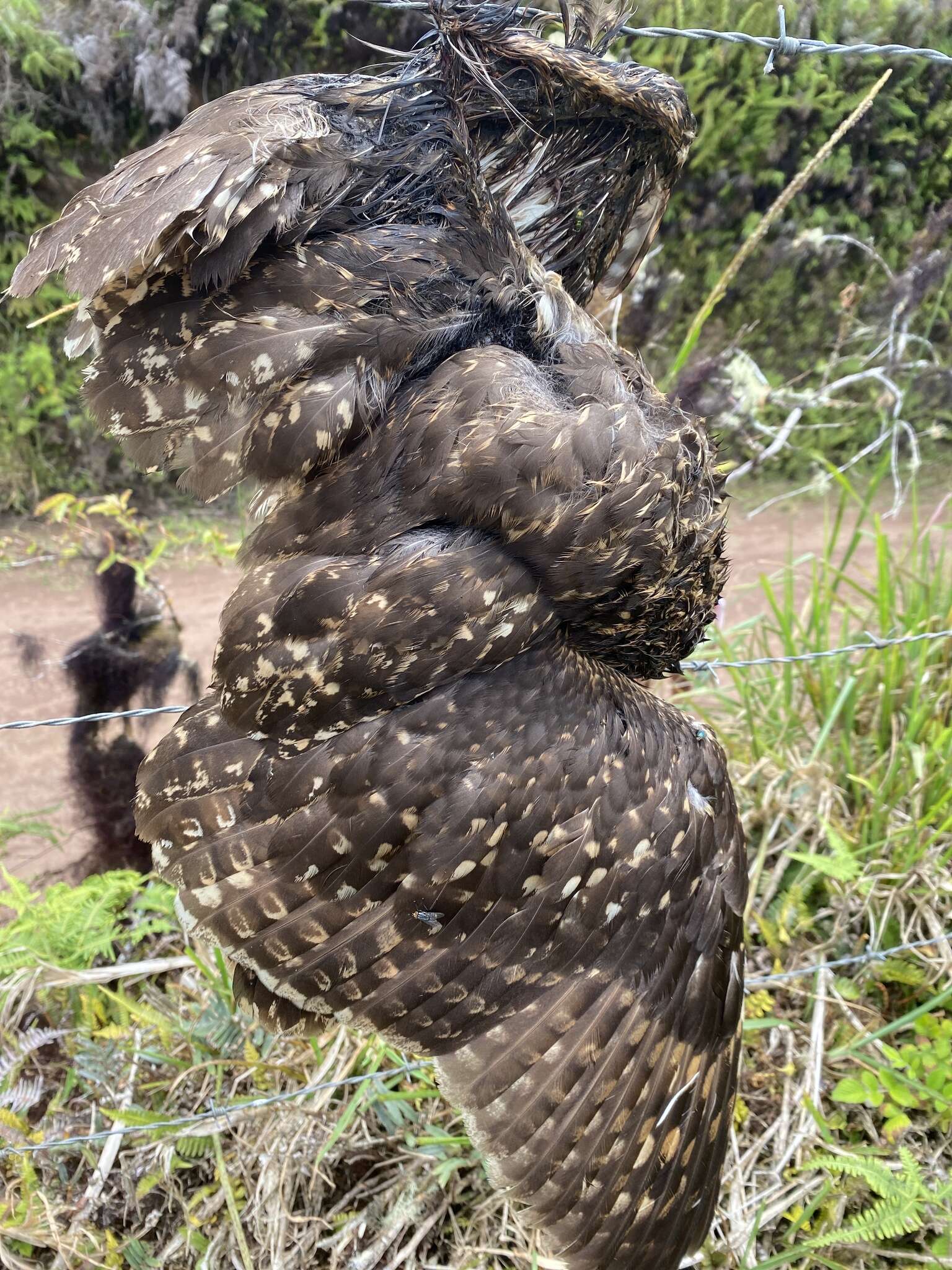 Image of Asio flammeus galapagoensis (Gould 1837)