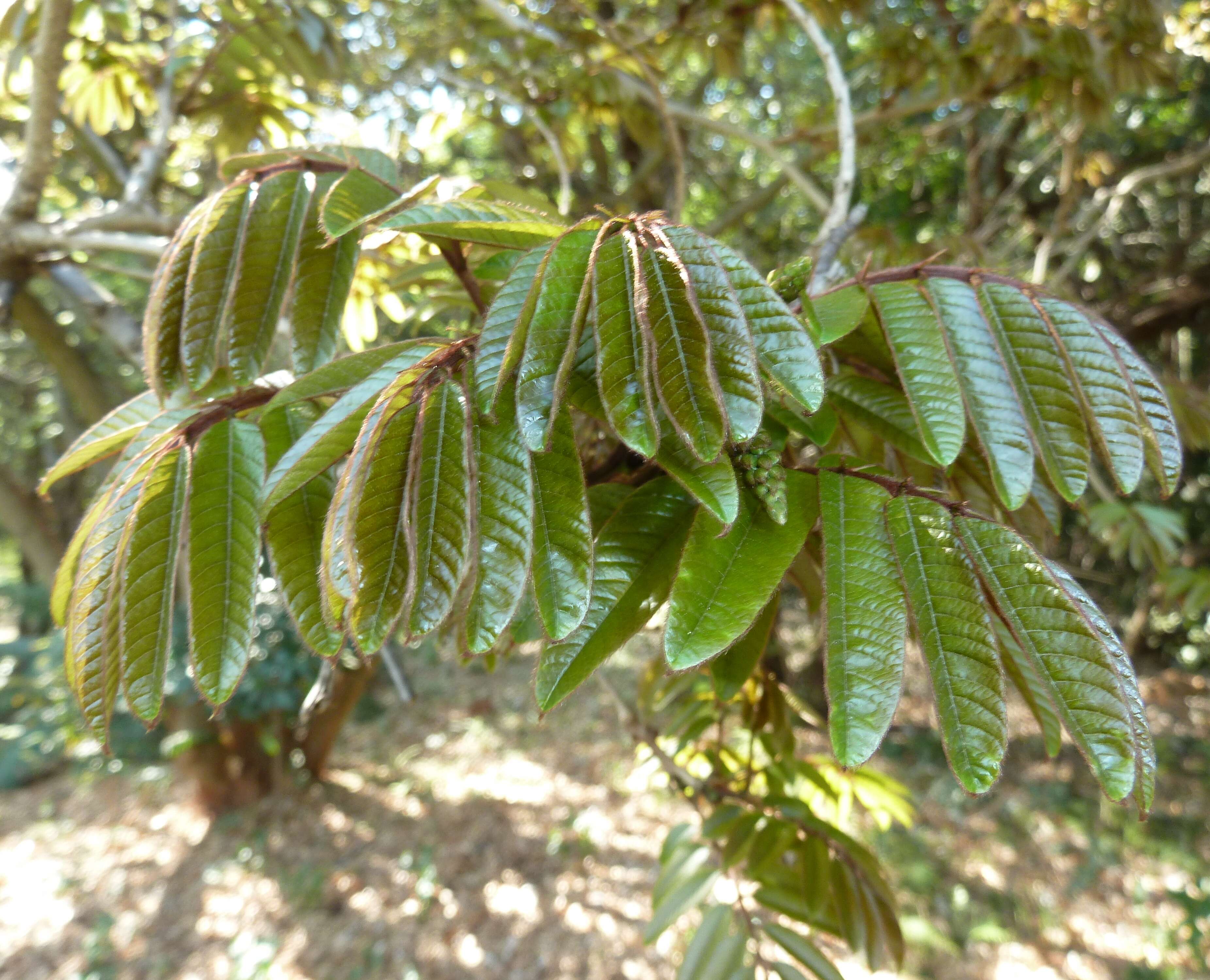 Image de Millettia grandis (E. Mey.) Skeels