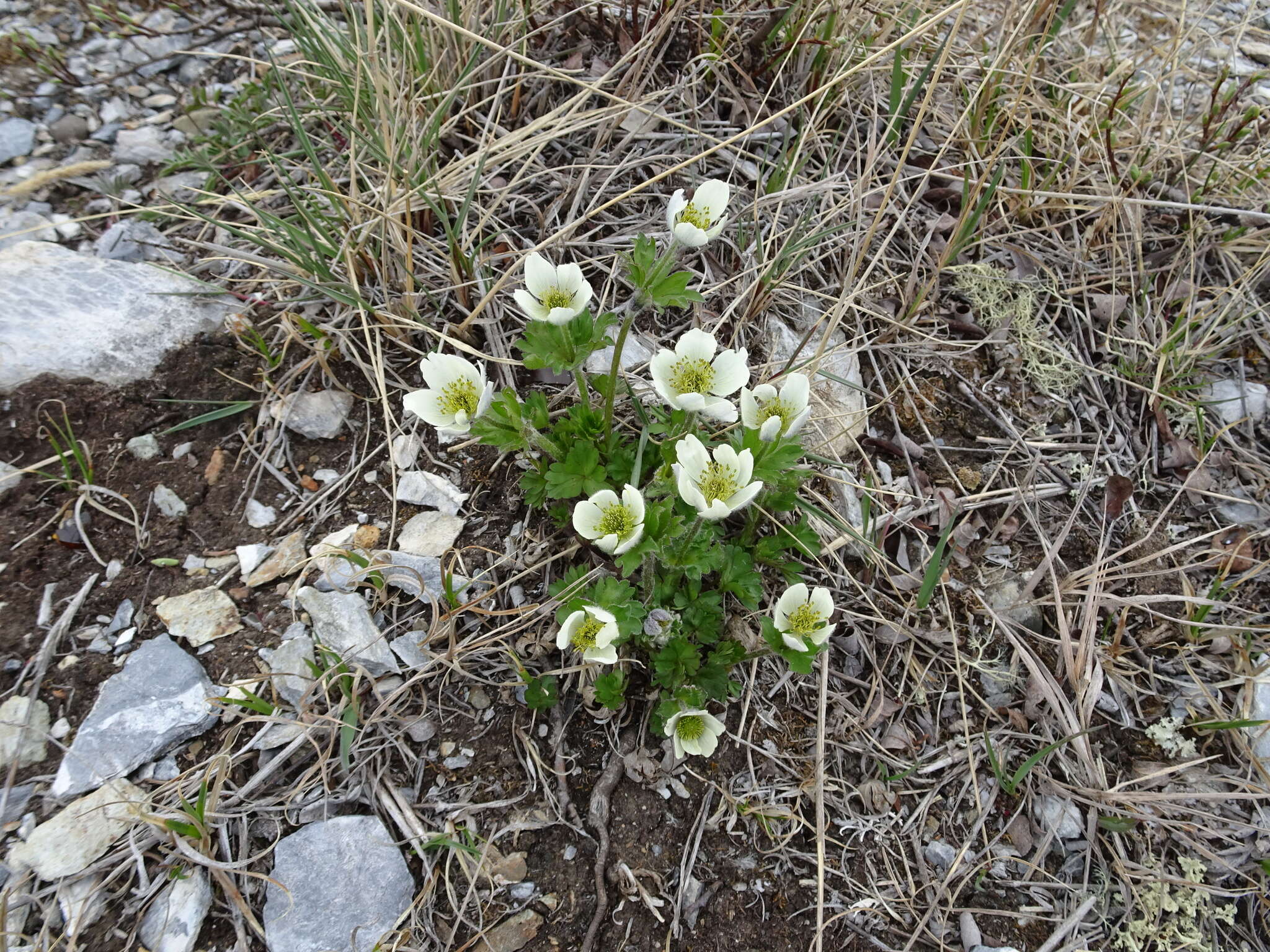 Anemone parviflora Michx. resmi