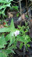 Sivun Ruellia repens L. kuva