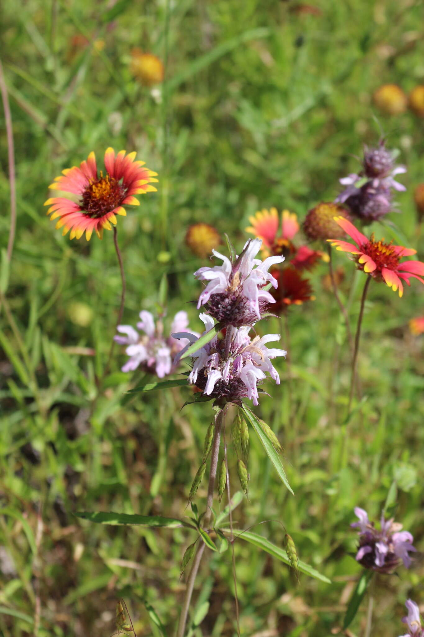 Image of basil beebalm