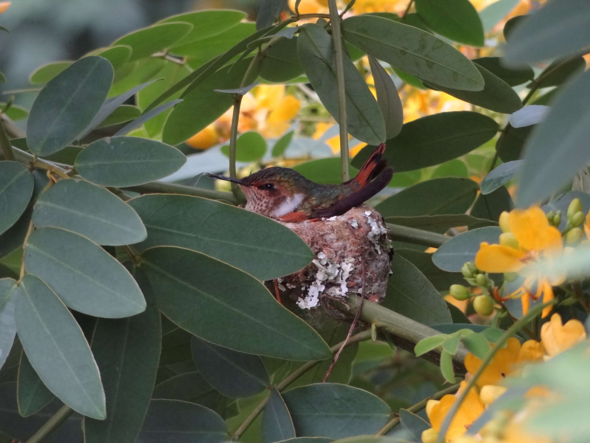 Image of Scintillant Hummingbird