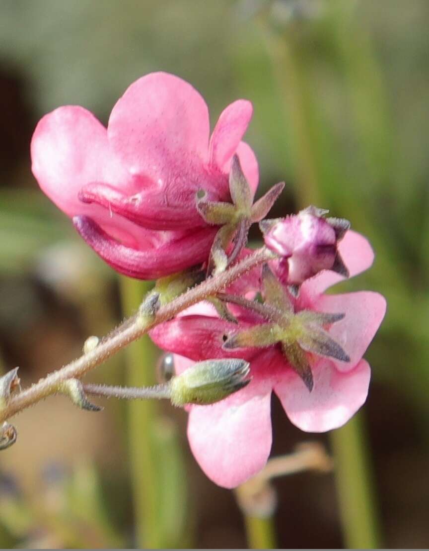 Image of Diascia integerrima E. Mey. ex Benth.