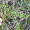 Image of Austromyrtus glabra N. Snow & Guymer