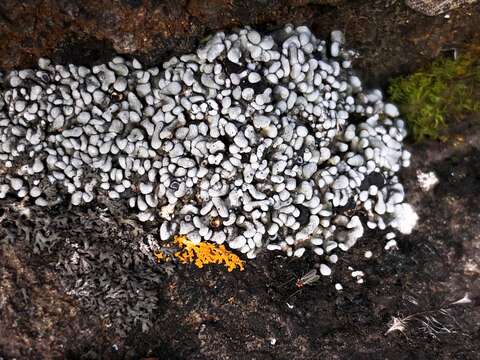 Image of Toninia sedifolia (Scop.) Timdal