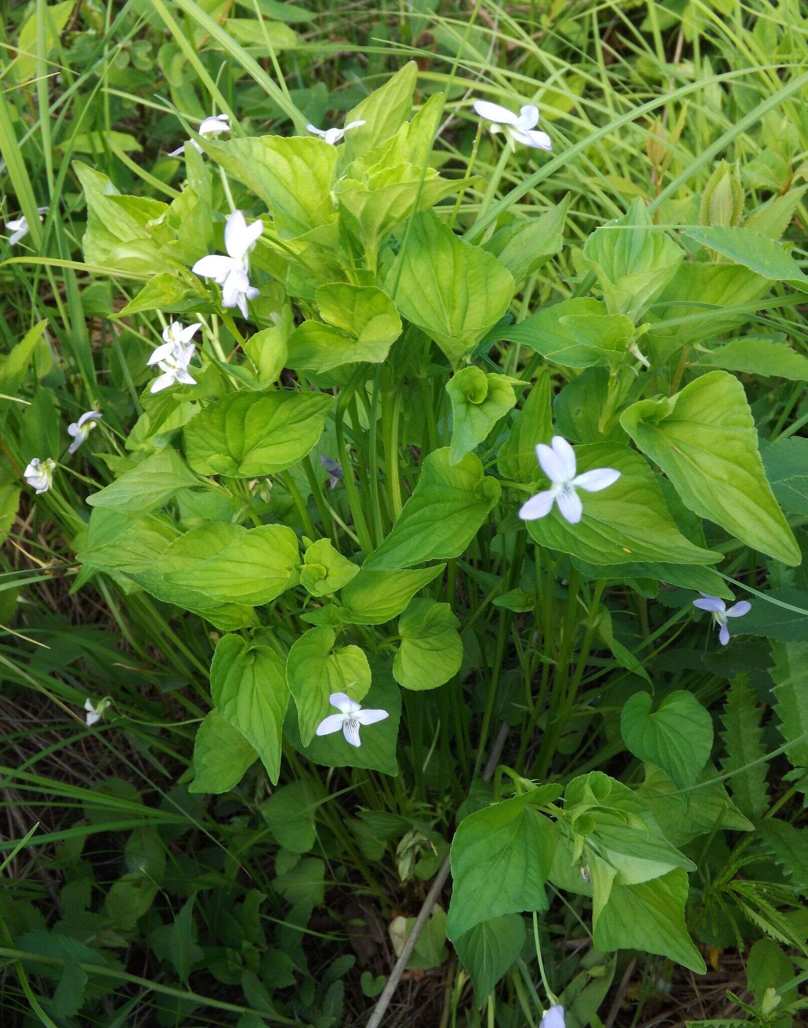 Imagem de Viola acuminata Ledebour