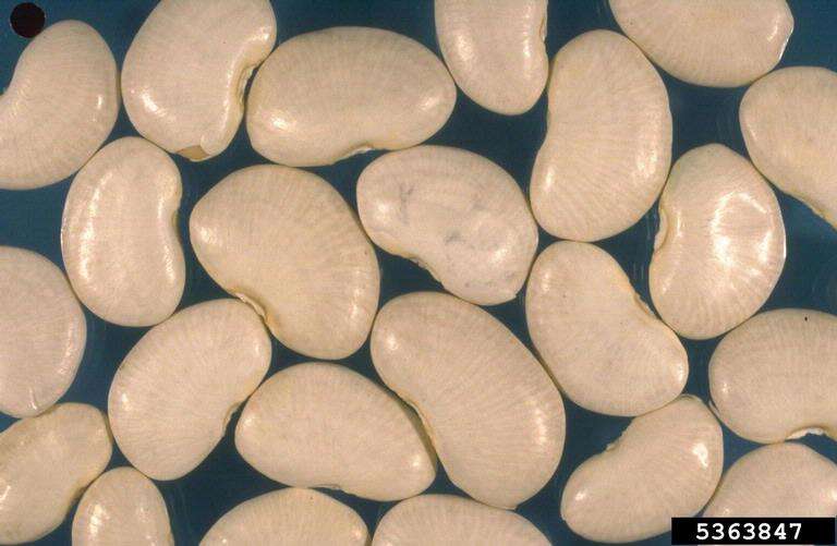 Image of sieva bean
