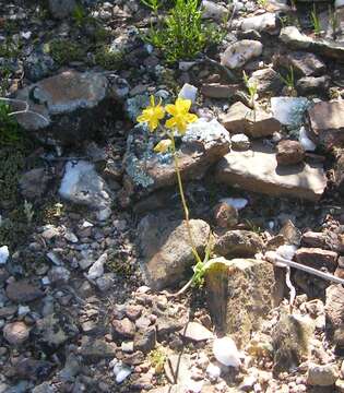 Image of Cyanella lutea subsp. lutea