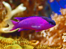 Image of Blackcap Basslet