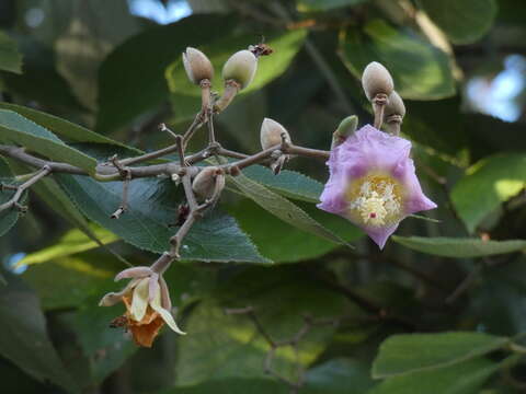 Image of Luehea divaricata Mart.