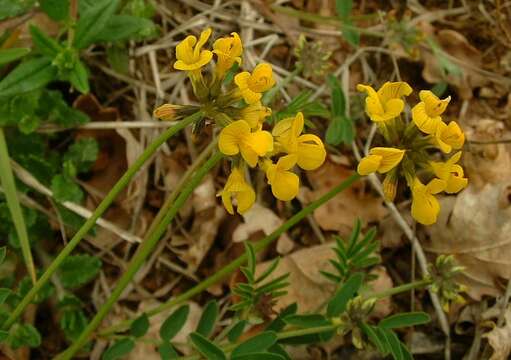 Image of Horseshoe-vetch