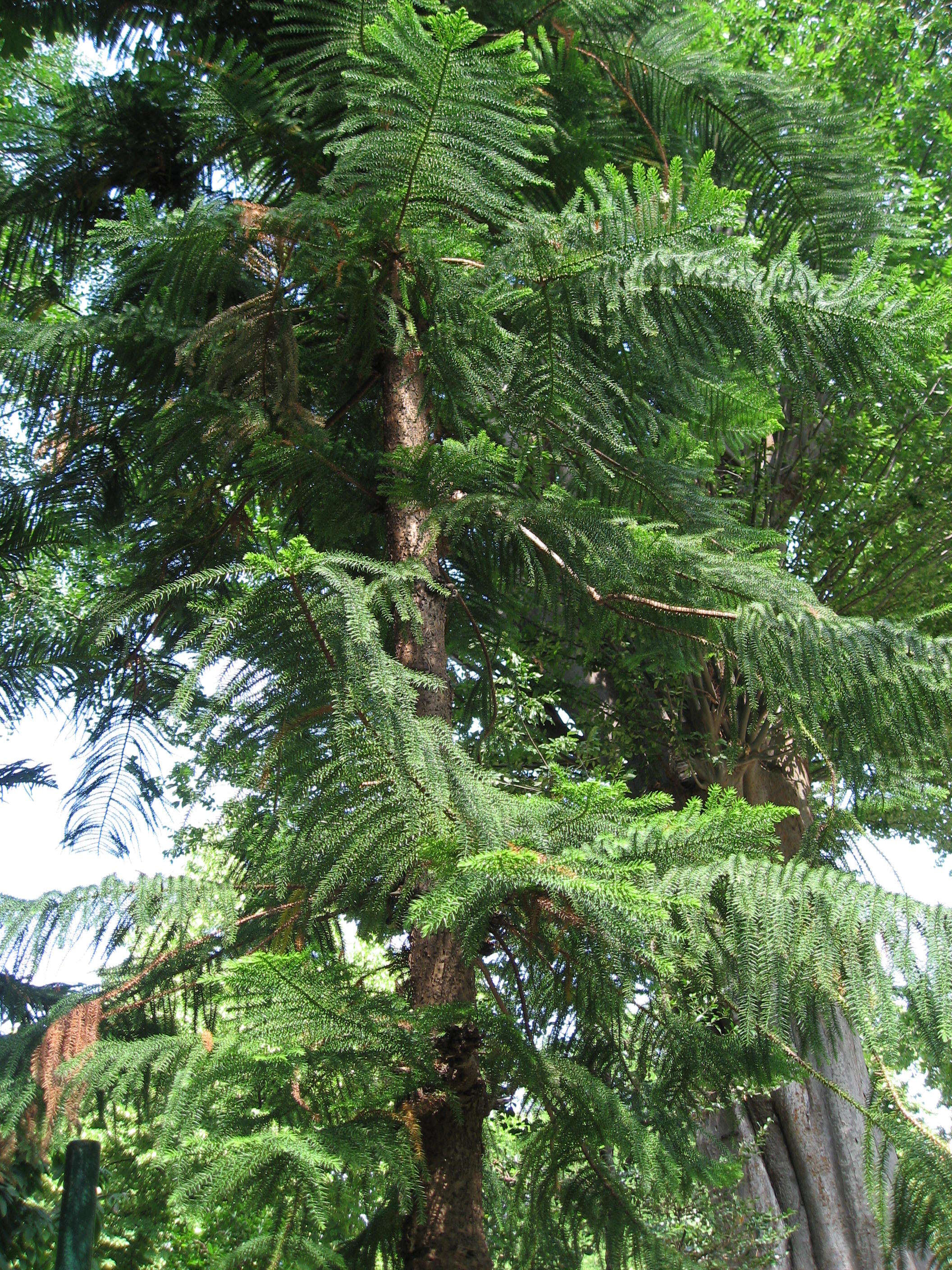 Image of New Caledonia pine