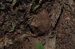 Image of Weeping Frog