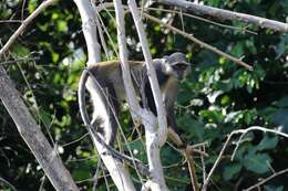 Image of Cercopithecus mitis monoides I. Geoffroy Saint-Hilaire 1841