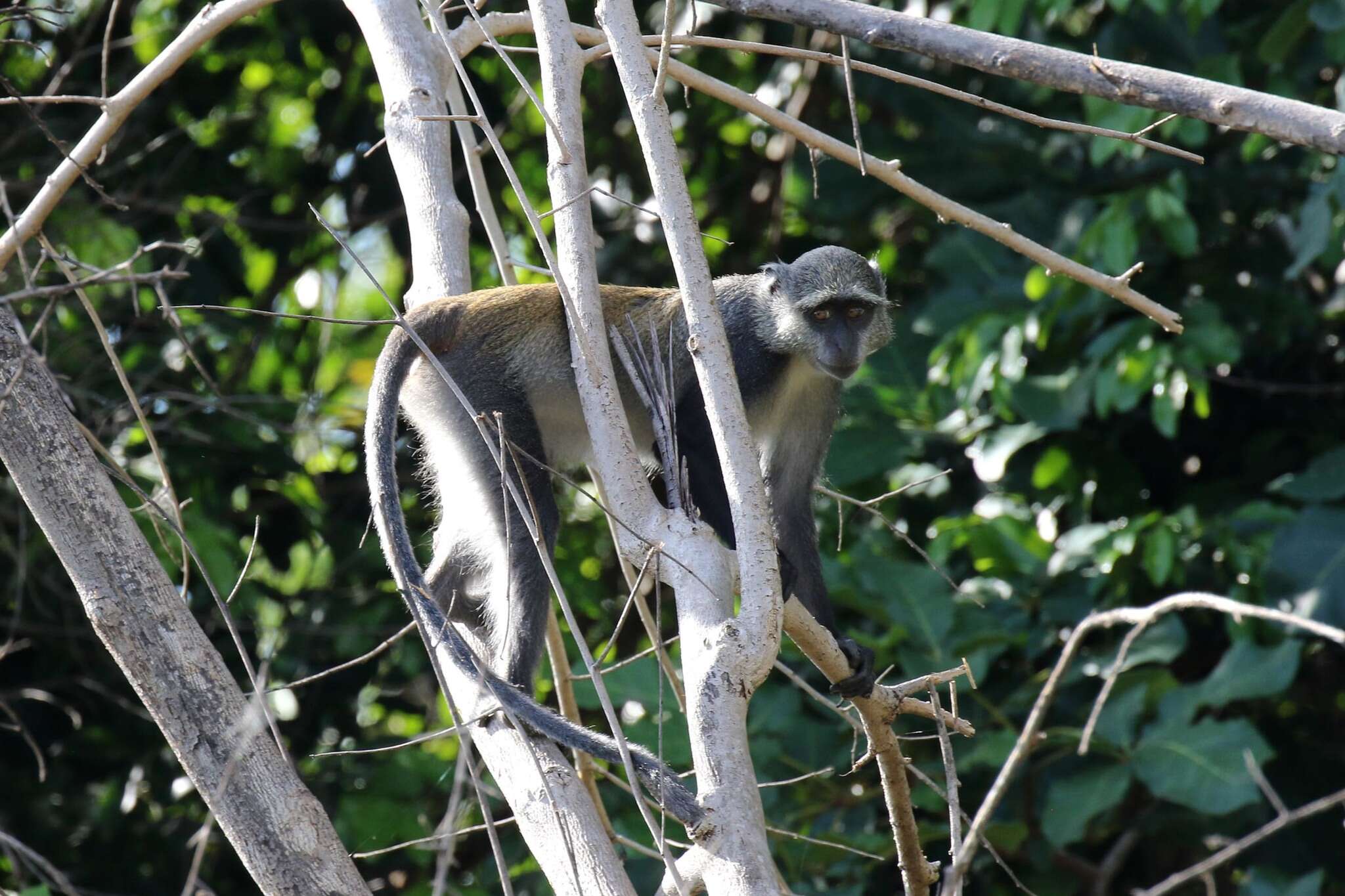 Imagem de Cercopithecus mitis monoides I. Geoffroy Saint-Hilaire 1841