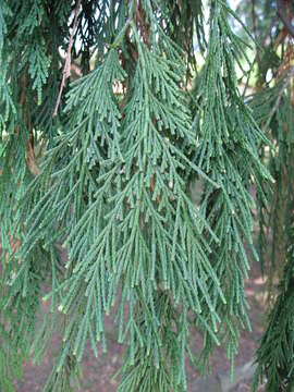 Image of Incense-cedar