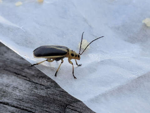 Image of Groundselbush Beetle