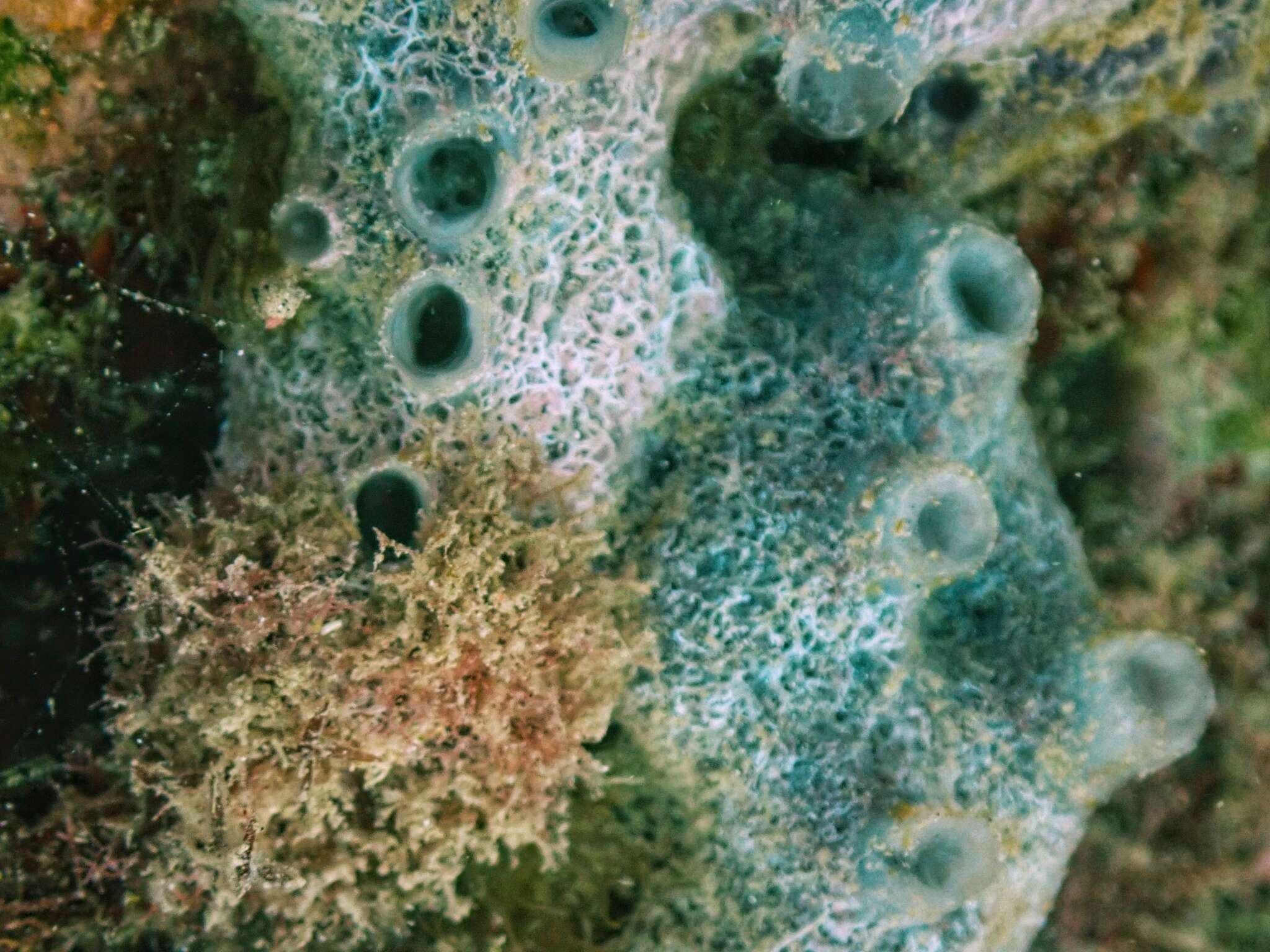 Image of Blue caribbean sponge