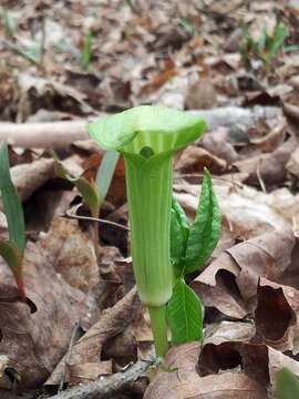 Image of Arisaema triphyllum (L.) Schott