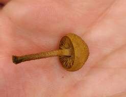 Imagem de Phaeomarasmius ciliatus Singer 1953