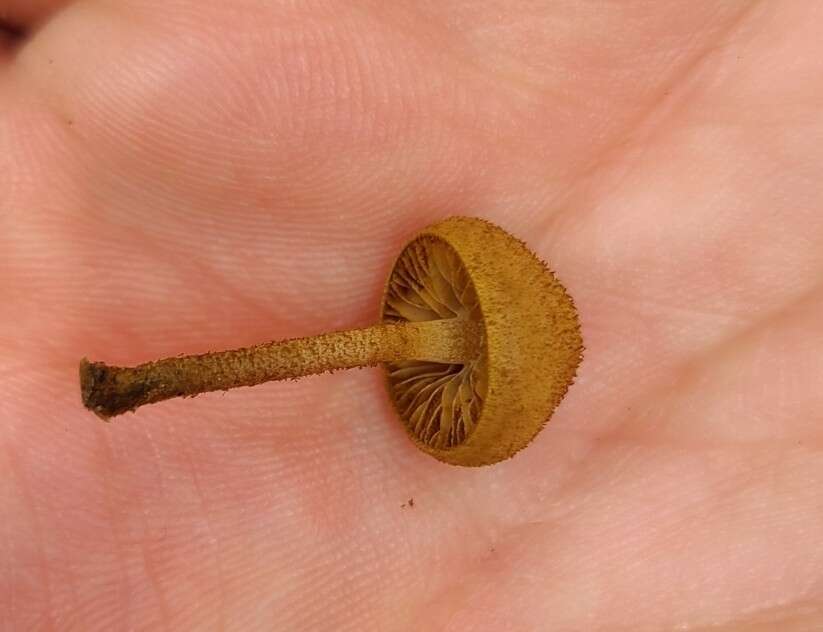 Plancia ëd Phaeomarasmius ciliatus Singer 1953