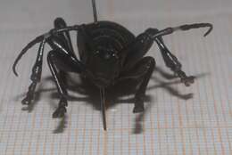 Image of Long-horned beetle