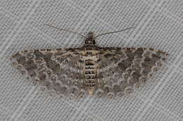 Image of Alucita spicifera Meyrick 1913