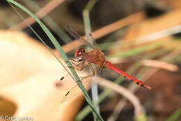 Image of Spot-winged Meadowhawk