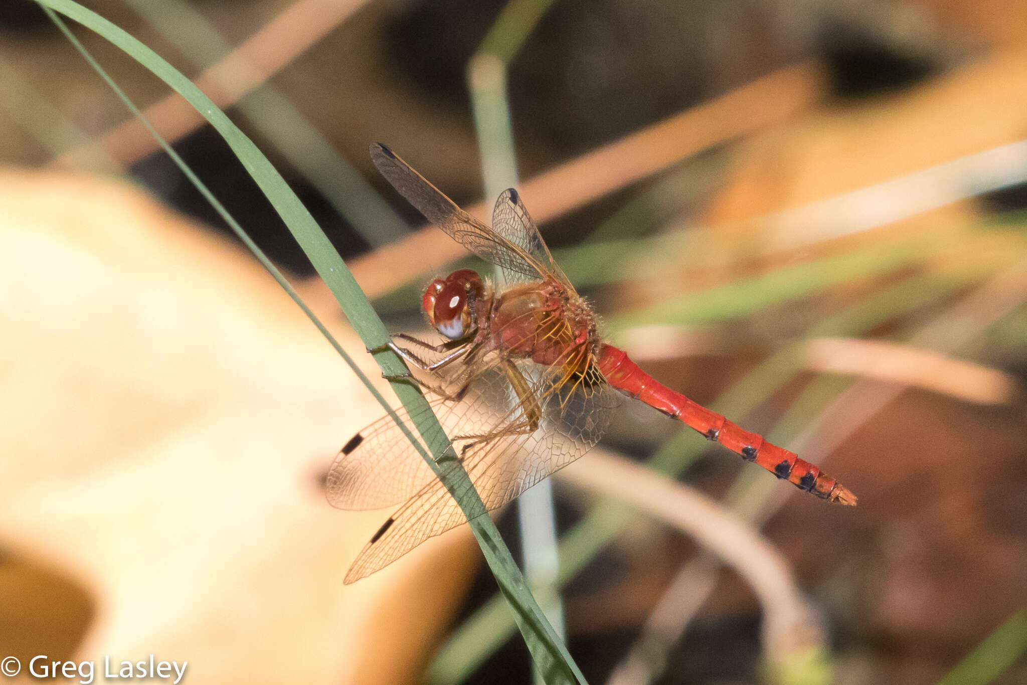 Image of Spot-winged Meadowhawk