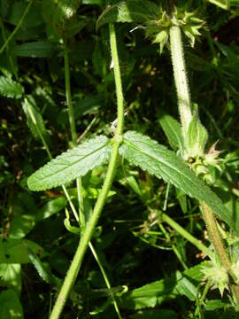 Слика од Stachys pilosa var. arenicola (Britton) G. A. Mulligan & D. B. Munro