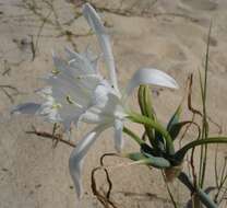 Imagem de Pancratium maritimum L.