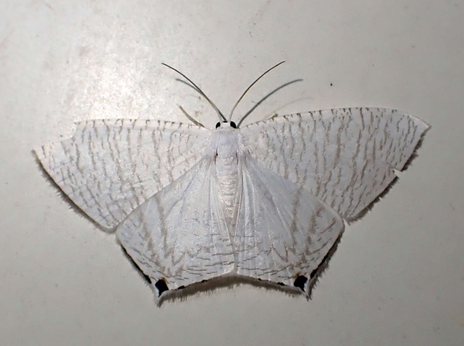 Image of Acropteris nanula Warren 1898