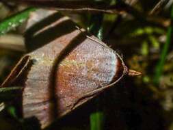 Image of Mataeomera ligata Lucas 1895