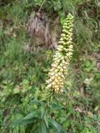 Image de Digitalis lutea subsp. australis (Ten.) Arcangeli