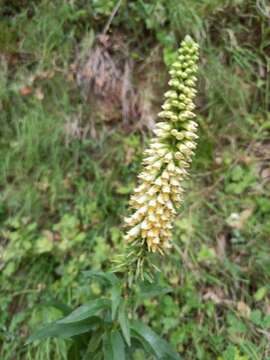 صورة Digitalis lutea subsp. australis (Ten.) Arcangeli